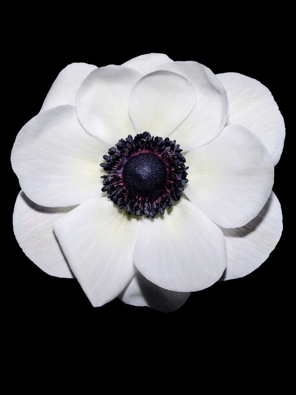 bloom