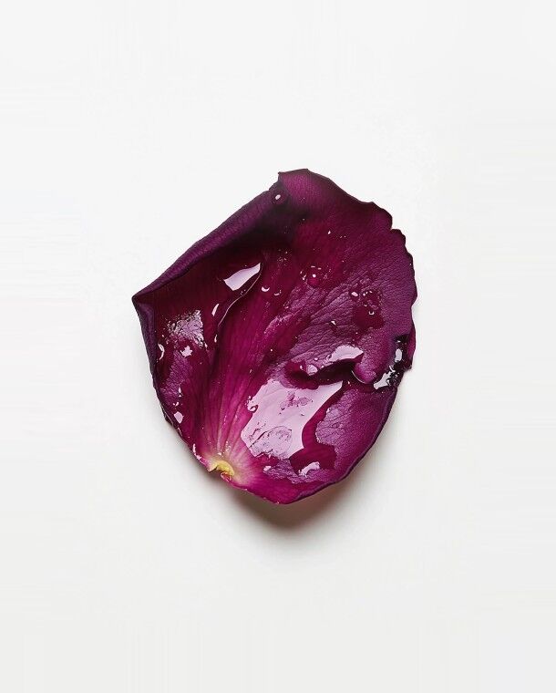 AI_Cabinet de Curiosités