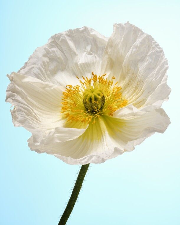 Flower bloom
