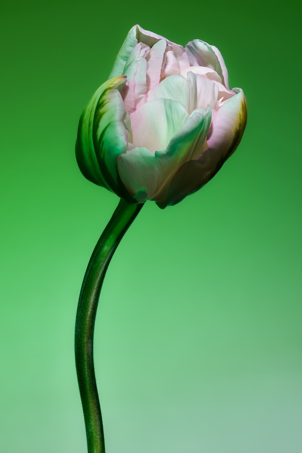 FLOWER STUDY / SELF INITIATED