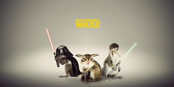 Squirrel Wars